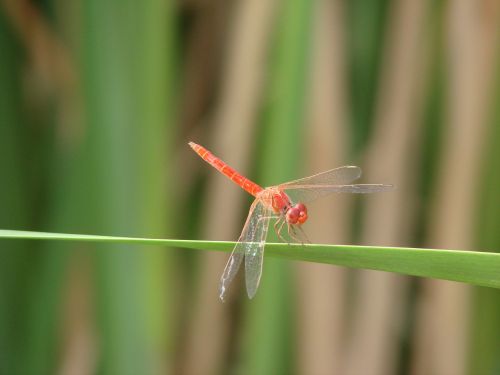 dragonfly leaf green