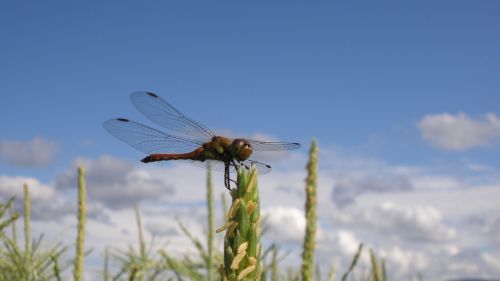 dragonfly insect natural