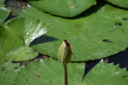 dragonfly pond lotus