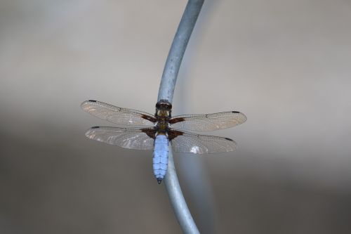dragonfly insect blue