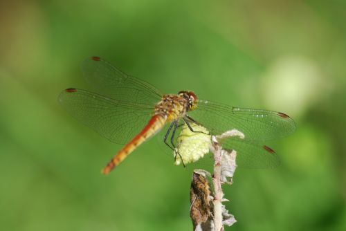 dragonfly nature insects