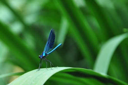 dragonfly insect nature