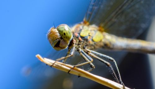 dragonfly insect macro