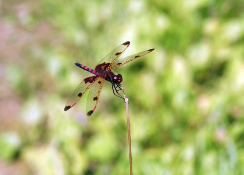 dragonfly lake summer