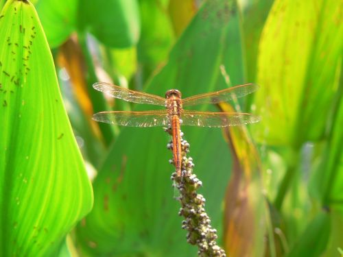 dragonfly insect nature