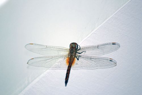 Dragonfly