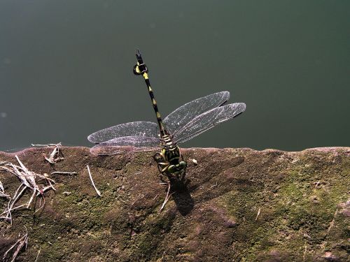 dragonfly china transparent