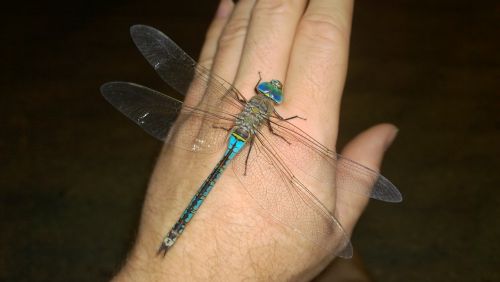 dragonfly close up great aeshne