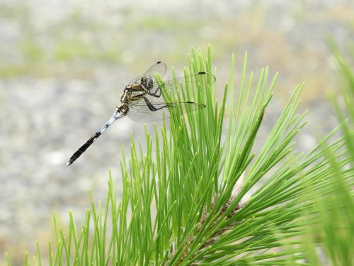 Dragonfly