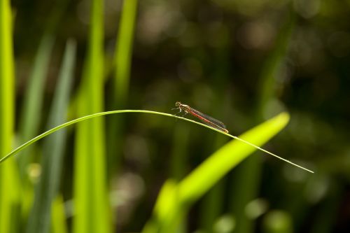 dragonfly leaf insect