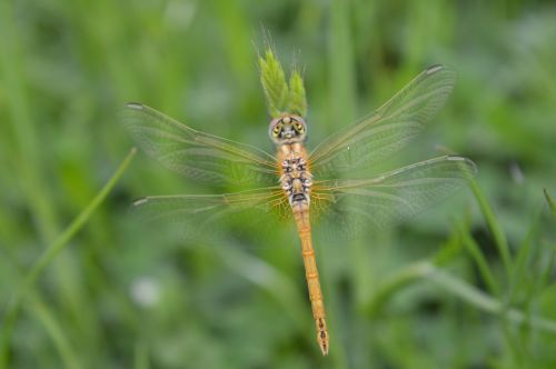 dragonfly yellow closeup