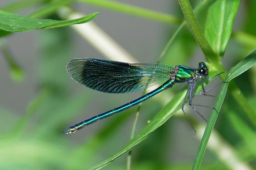 dragonfly demoiselle insect