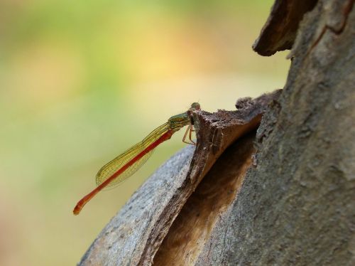 dragonfly red dragonfly beauty