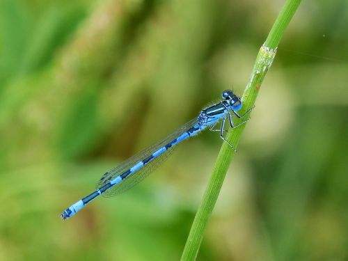 dragonfly blue dragonfly flying insect