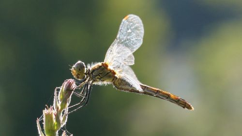 dragonfly on flower