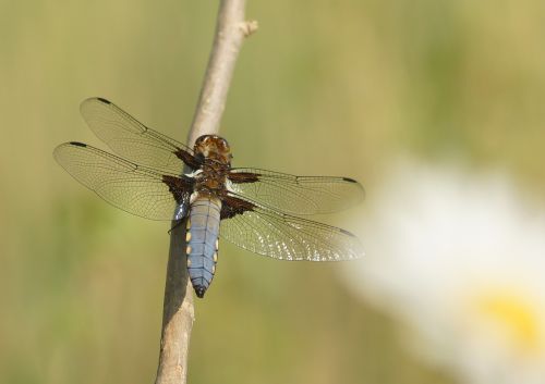 dragonfly černořitka daisy