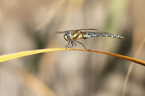 dragonfly male macro