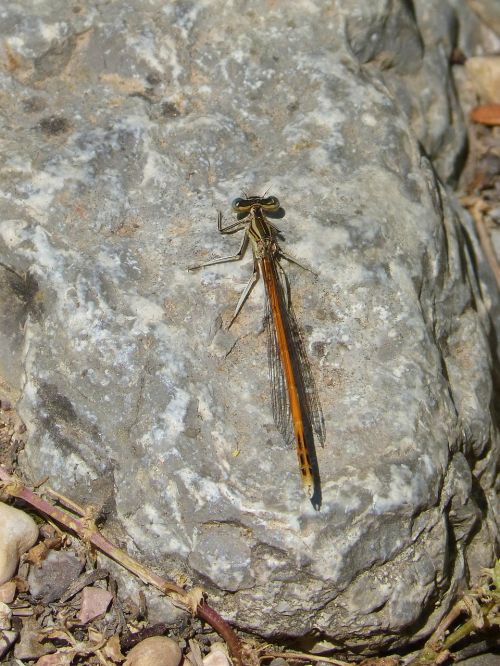 dragonfly orange dragonfly rock