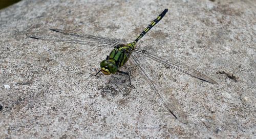 Dragonfly