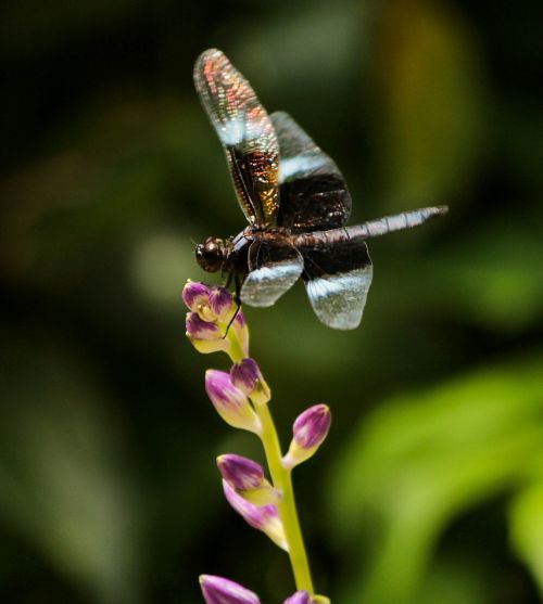 dragonfly insect animal