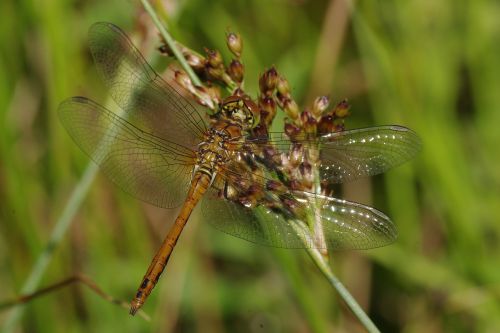 dragonfly yellow yellow dragonfly