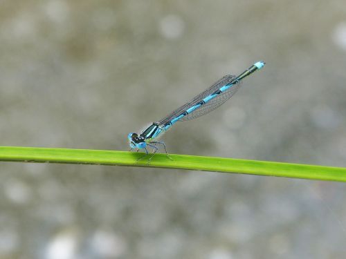 dragonfly blue dragonfly wetland
