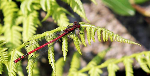 dragonfly red insect