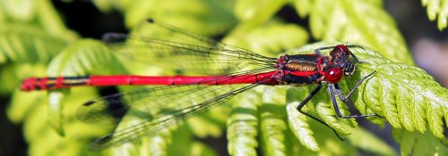 dragonfly red insect