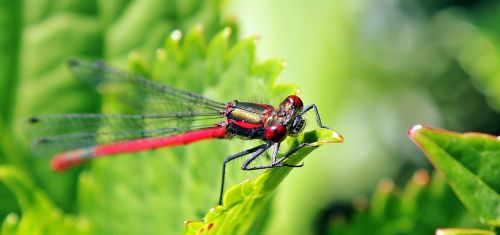 dragonfly red insect