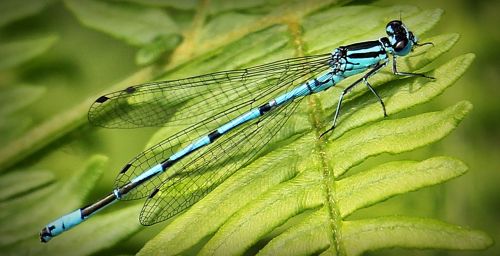 dragonfly blue insect