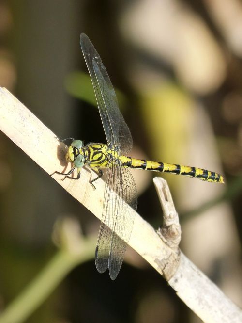 dragonfly i tiger yellow and black
