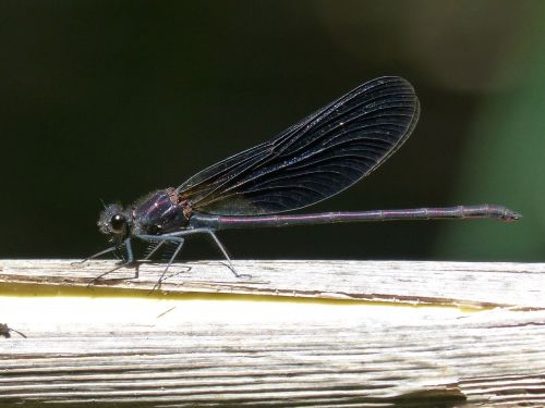 dragonfly black dragonfly calopteryx haemorrhoidalis