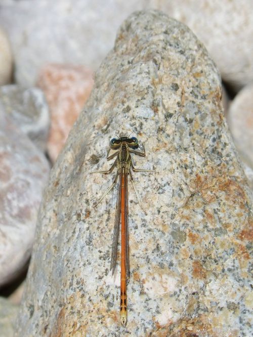dragonfly rock stones