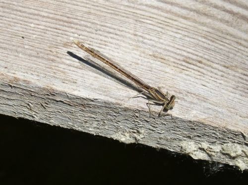 dragonfly wood flying insect