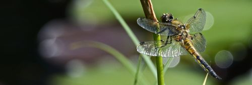 dragonfly wing insect