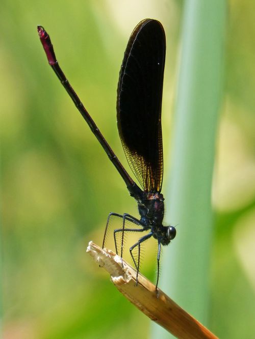 dragonfly black dragonfly calopteryx haemorrhoidalis