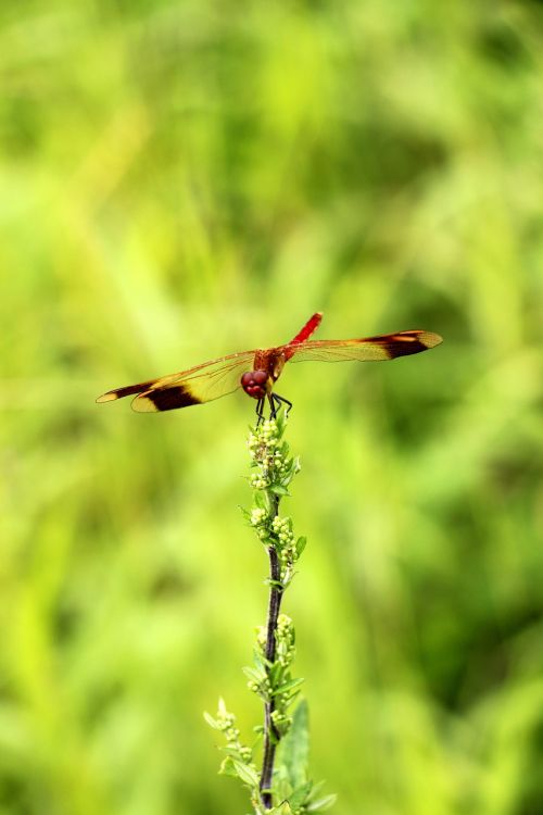 dragonflies green trees