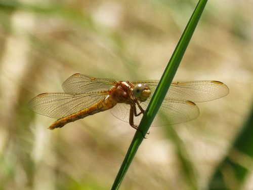 dragonfly golden dragonfly sympetrum fonscolombii