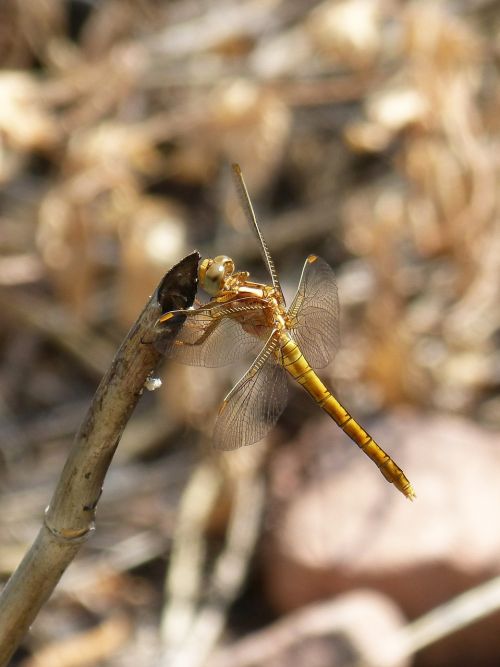 dragonfly golden dragonfly sympetrum fonscolombii
