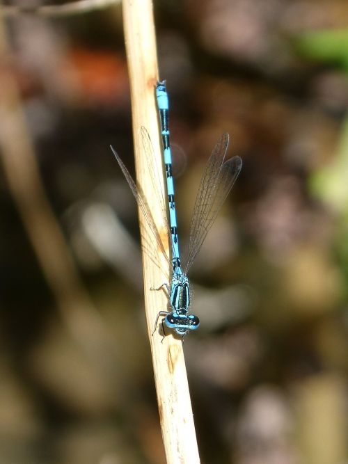 dragonfly blue dragonfly stem