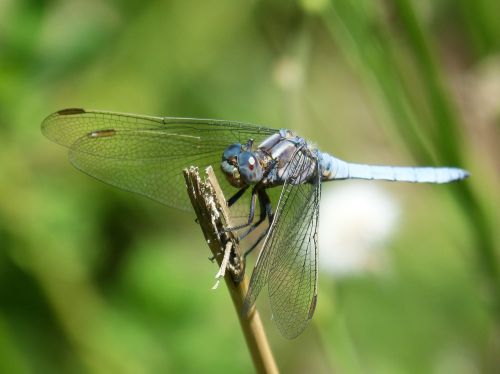 dragonfly blue dragonfly orthetrum cancellatum