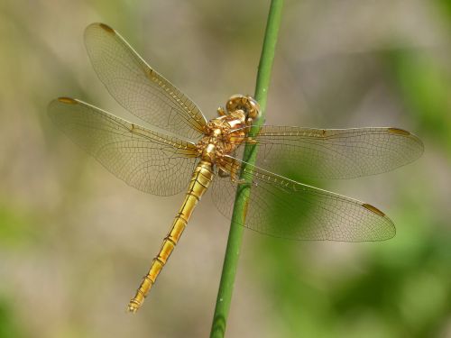 dragonfly golden dragonfly sympetrum fonscolombii