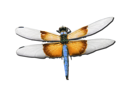 dragonfly skimmer bug
