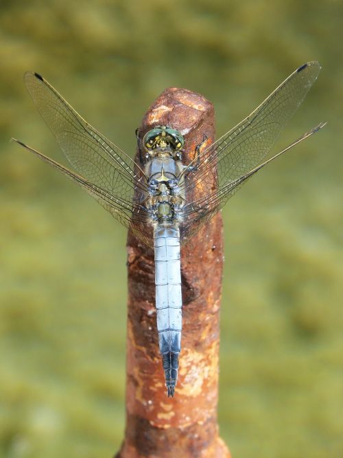 dragonfly blue dragonfly raft