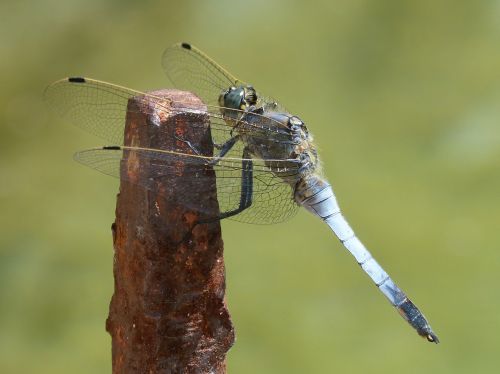 dragonfly blue dragonfly raft