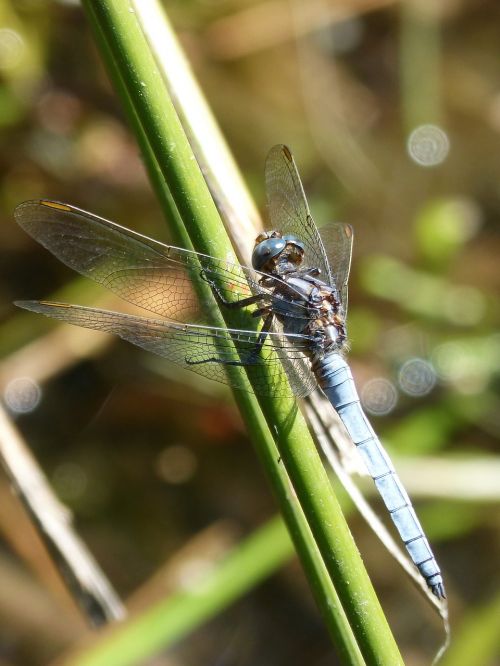dragonfly blue dragonfly pond