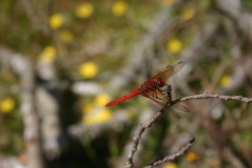 dragonfly bug insect