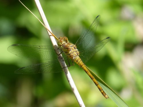 dragonfly yellow dragonfly cordulegaster boltonii