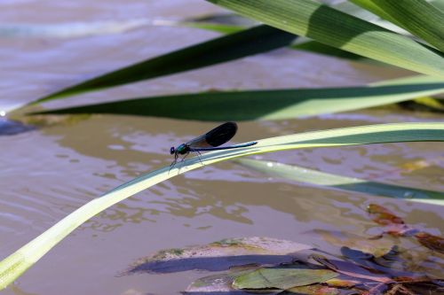 dragonfly leaf water