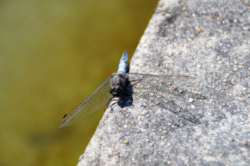 dragonfly insect fly